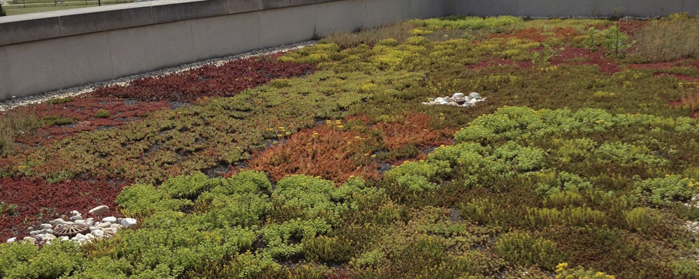 Green roof at NIH Campus 2013