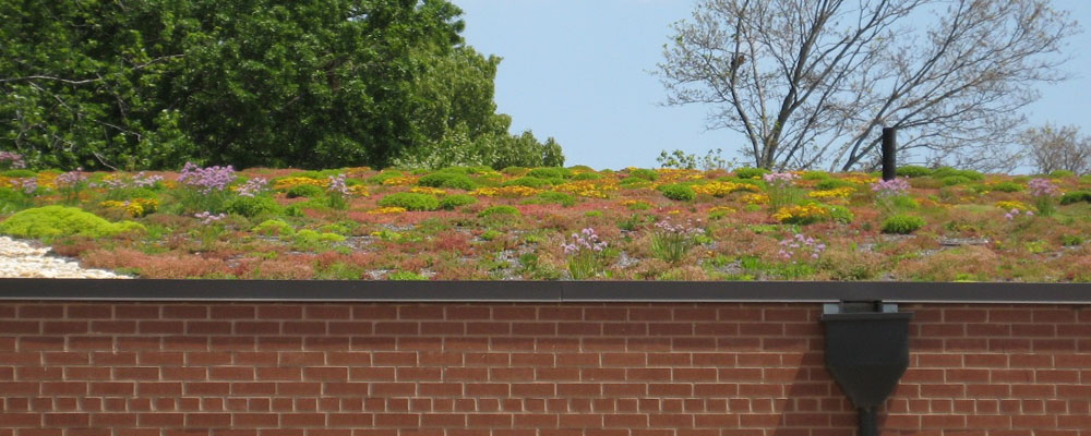 Walter Reed Green Roof